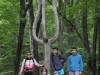 Дерево-тризуб